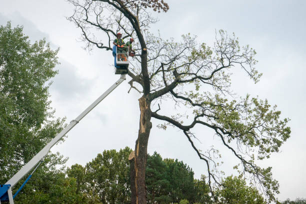 Seasonal Cleanup (Spring/Fall) in Ashland, AL